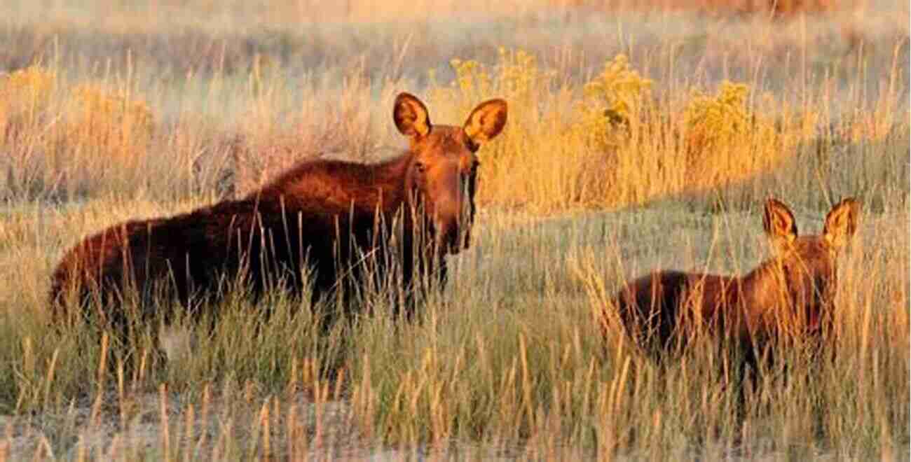 Wyoming's Wildlife In Their Natural Habitat What S Great About Wyoming? (Our Great States)