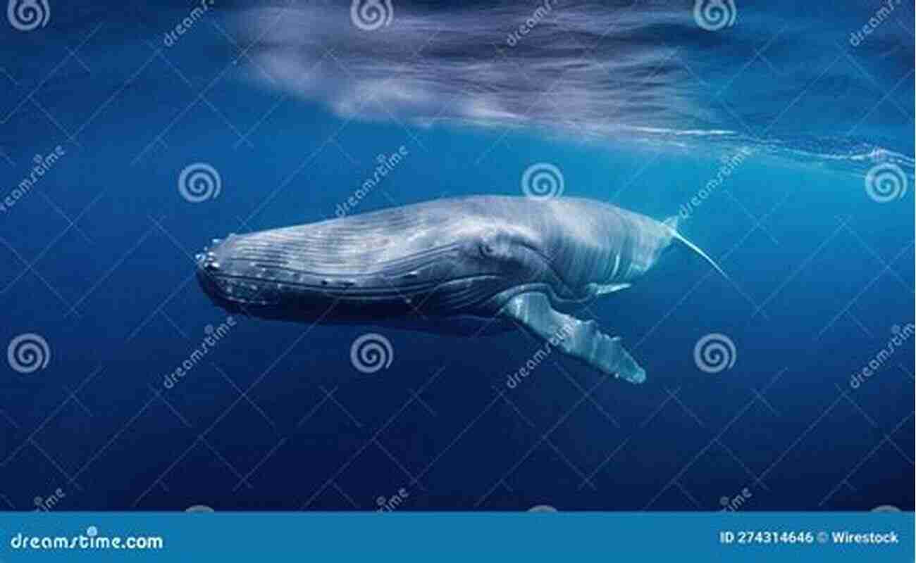 Captivating Underwater Scene With Whales Swimming Gracefully Whales Let S Meet Mr Big Fins: Whales Kids (Children S Fish Marine Life Books)