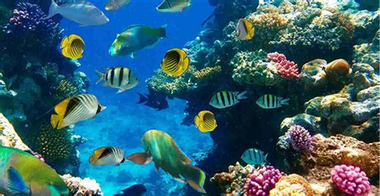 Diverse Fish Species Swimming In The Sea The Endangered Mammals From Around The World : Animal For Kids Age 9 12 Children S Animal