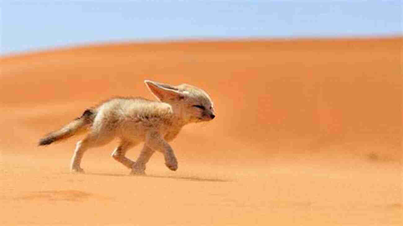 Fennec Fox In The Desert FENNEC FOX AS PET: Complete Fennec Fox Care Manual Habitat Diet Breeding Diseases Control