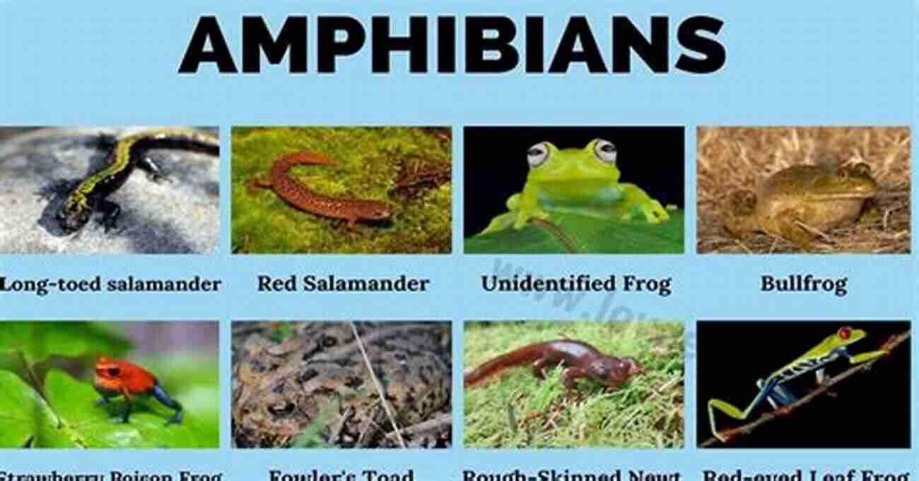 Various Amphibians In Their Natural Habitats The Endangered Mammals From Around The World : Animal For Kids Age 9 12 Children S Animal