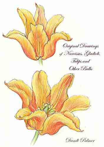 Original Drawings Of Narcissus Gladioli Tulips And Other Bulbs (Sketchbook Art)