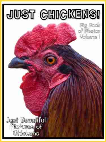 Just Chicken Photos Big of Photographs Pictures of Chickens Chicks Hens Roosters Vol 1