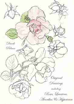 Original Drawings including Roses Lavatera Acanthus and Hypericum (Sketchbook Art)