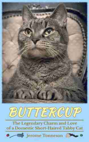 Buttercup: The Legendary Charm And Love Of A Domestic Short Haired Tabby Cat