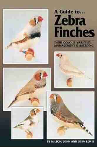 A Guide To Zebra Finches Their Colour Varieties Management And Breeding