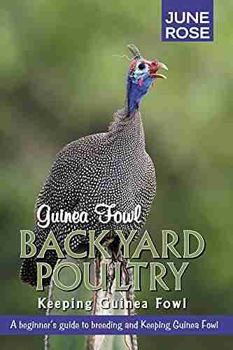 Guinea Fowl Backyard Poultry: Keeping Guinea Fowl